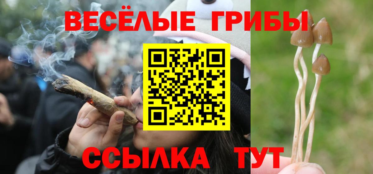 Псилоцибиновые грибы Psilocybine cubensis Павловский Посад